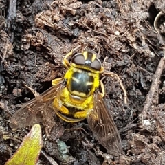 Myathropa florea