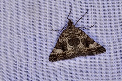 Dichromodes anelictis