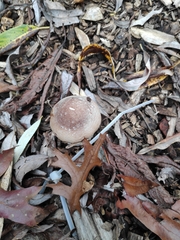 Agaricales