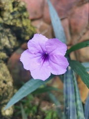 Ruellia simplex