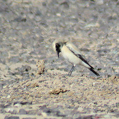 Oenanthe deserti