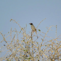 Hypocolius ampelinus