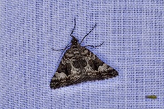 Dichromodes anelictis