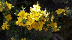 Hibbertia exutiacies