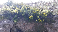 Hibbertia exutiacies