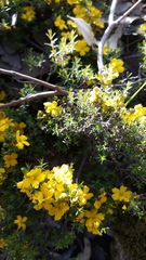 Hibbertia exutiacies
