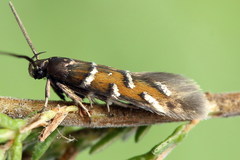 Pancalia schwarzella