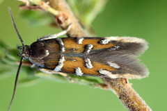 Pancalia schwarzella