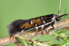 Pancalia schwarzella