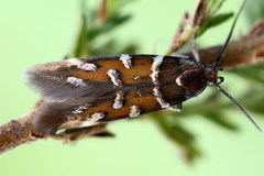 Pancalia schwarzella