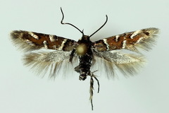 Pancalia schwarzella