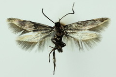 Pancalia schwarzella