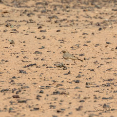 Ammomanes cinctura