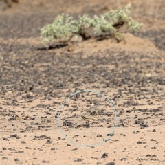 Ammomanes cinctura