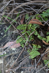 Cheilanthes sieberi sieberi