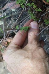 Cheilanthes sieberi sieberi