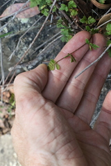 Cheilanthes sieberi sieberi