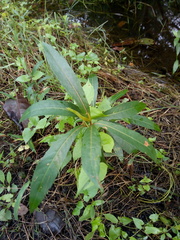 Ardisia cornudentata