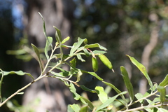 Grevillea linsmithii