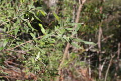 Grevillea linsmithii