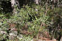 Grevillea linsmithii