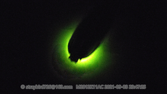 Pyrocoelia pectoralis