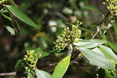 Pomaderris argyrophylla