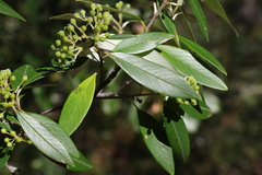 Pomaderris argyrophylla