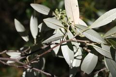 Pomaderris argyrophylla