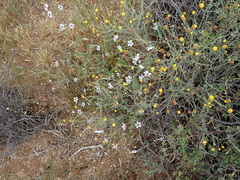 Jamesbrittenia racemosa