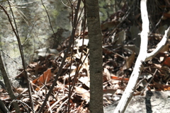 Pomaderris argyrophylla