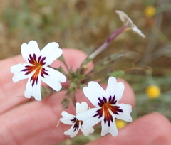 Jamesbrittenia racemosa