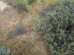 Jamesbrittenia racemosa