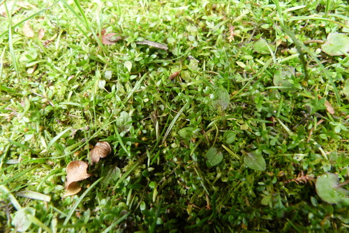 Tetrachondra hamiltonii, photograph 6