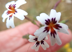 Jamesbrittenia racemosa
