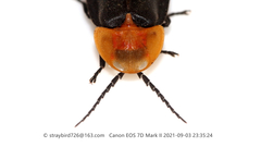 Pyrocoelia pectoralis