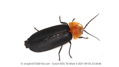 Pyrocoelia pectoralis