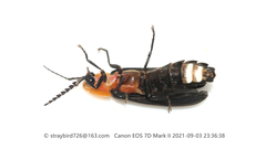 Pyrocoelia pectoralis