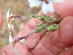 Jamesbrittenia racemosa