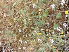 Jamesbrittenia racemosa