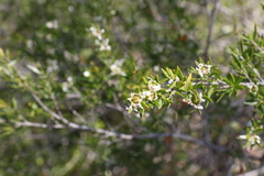 Leptospermum variabile