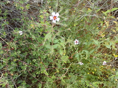 Jamesbrittenia racemosa
