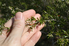 Leptospermum variabile