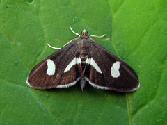 Anania luctualis