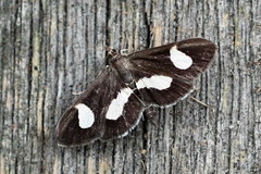 Anania luctualis