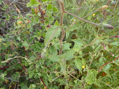 Jamesbrittenia racemosa