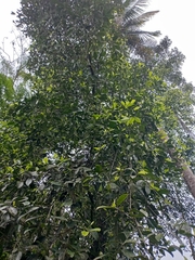 Garcinia gummi-gutta
