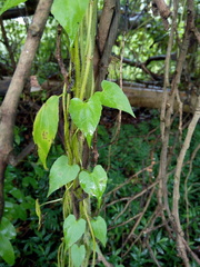 Mikania micrantha