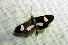 Anania luctualis