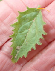 Jamesbrittenia racemosa